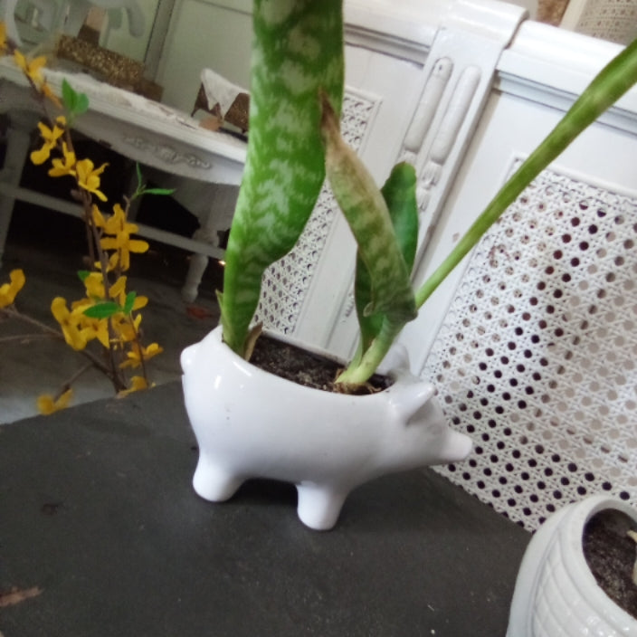 Pig Planter